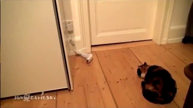 котики смотреть онлайн
