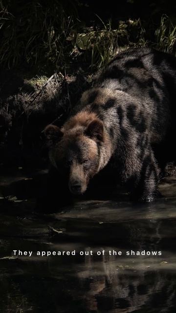 CRAZY GRIZZLY BEAR ENCOUNTER #shorts #wildlifephotography #canada #animals #grizzlies #grizzlybear смотреть онлайн