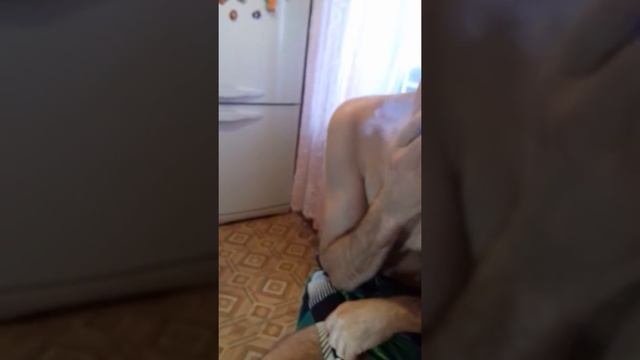 Синька ура! смотреть онлайн