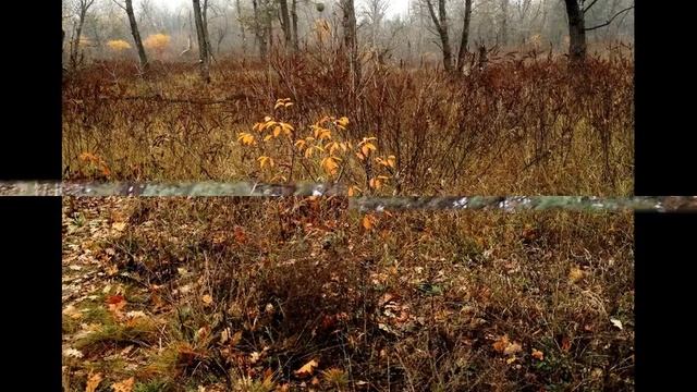 39 Труханів острів, ДН-7 2019.11.10 смотреть онлайн