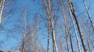 Выпойка для козлят