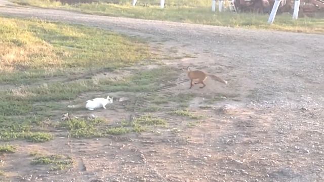 Кот и лиса смотреть онлайн