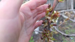 Урок о физиологии роста и плодоношения черешни.