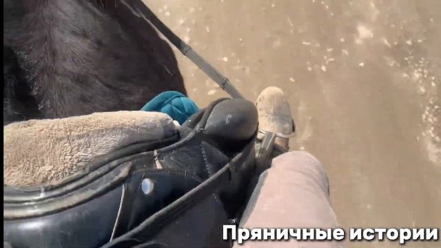 ТРЕНИРОВКА С НОВОЙ ЛОШАДЬЮ??!-рутина и занятия(VLOG) смотреть онлайн