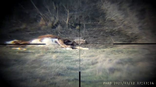 Testing rear add-on Pard 007 with Sightmark Citadel 3-18x50 смотреть онлайн