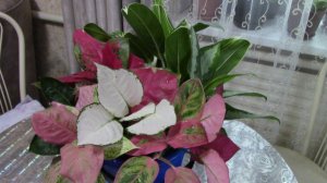 Аглаонемы сбросили корни. Спасаю аглаонемы часть 1.