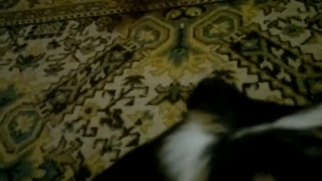 Морская свинка Фунтик волнуется. смотреть онлайн
