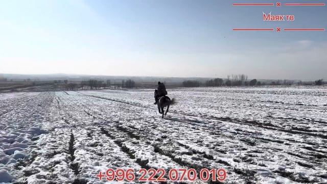 Кок Мончок / Рост 1.60 🌪️🌪️🔥 смотреть онлайн