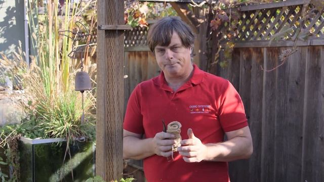 How to Tie Grapes : Growing Grapes смотреть онлайн