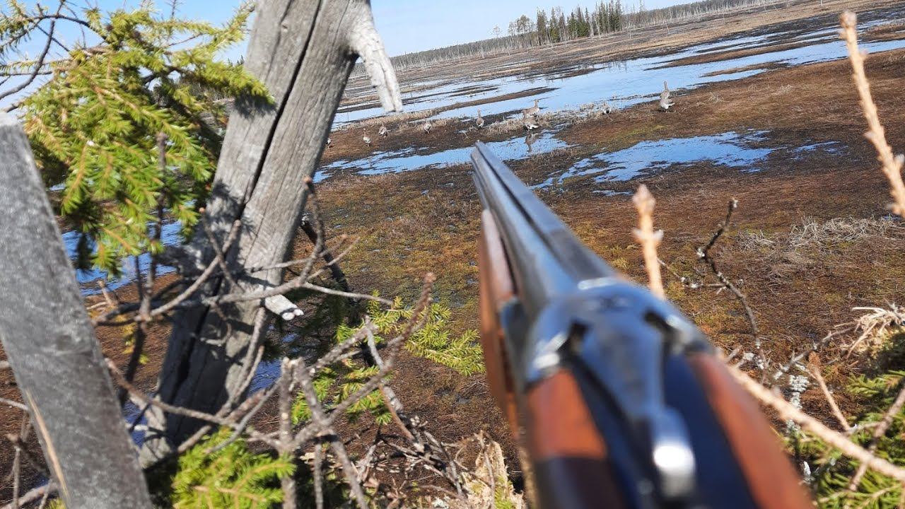 ОГРОМНЫЙ МЕДВЕДЬ ЧУТЬ НЕ НАПАЛ! Охота на гусей 2023