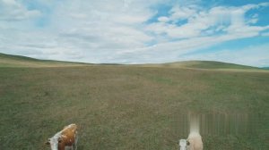 Экосистемы планеты Как они работают