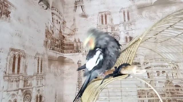 Корелла моется))) смотреть онлайн