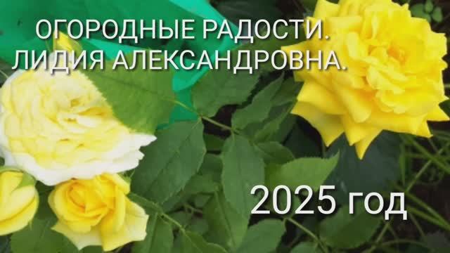 2022. Мои розы из прикопа ,первые действия (4.04.25)