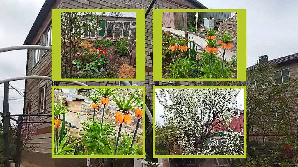 ВЕСЕННИЙ САД АПРЕЛЬ 2025