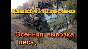 Камаз 4310 лесовоз. Осенняя вывозка леса.