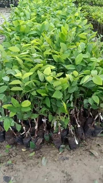 Super golden custard apple plants смотреть онлайн