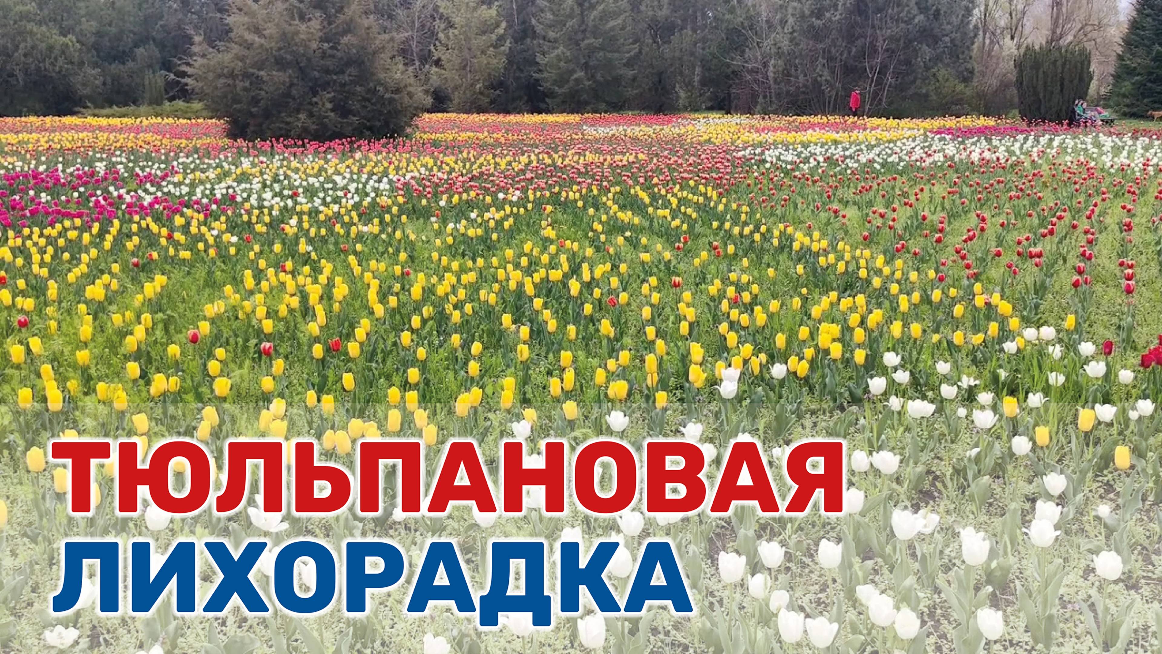 В Ботаническом саду Краснодара прошла «Тюльпаномагия» – открытие сезона цветения тюльпанов смотреть онлайн