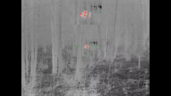 охота на волка. март 2025.mp4