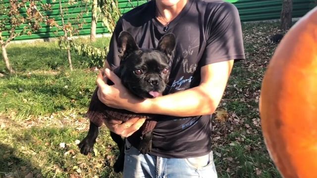 Французский бульдог Марсик на Марсе... смотреть онлайн