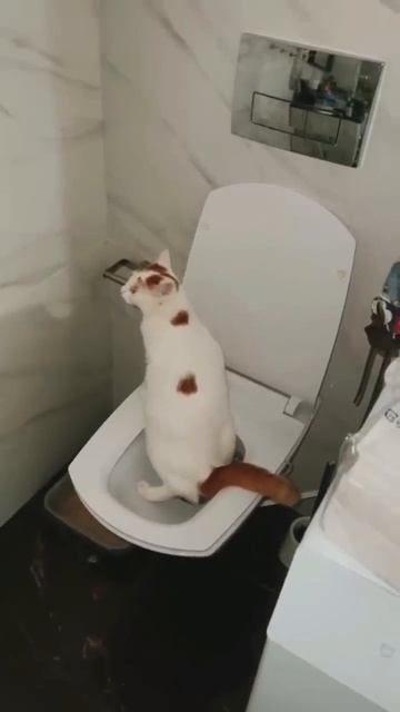 Нет научился ходить в унитаз)) смотреть онлайн