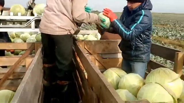 Марийская капуста смотреть онлайн