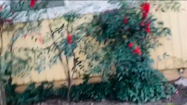 Рябина Американская Красная..Не Обгорят Рябиновые Кисти..ВОЛЧЬЯ ЯГОДА красная..