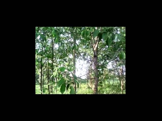 Волга грязи "не боится". смотреть онлайн