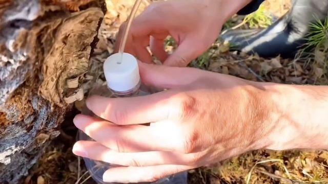 Собираем березовый сок. смотреть онлайн