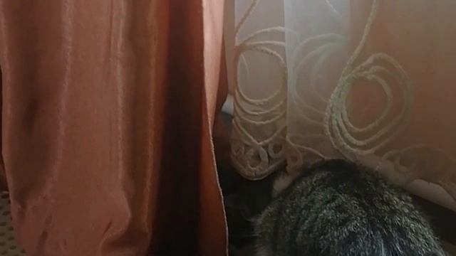 Кошки-мышки. Масяня и Джерри смотреть онлайн