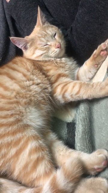 Млеет #сказка #майнкрафт #кино #кот #котёнок #family #кошачьяжизнь #кошкиндом смотреть онлайн