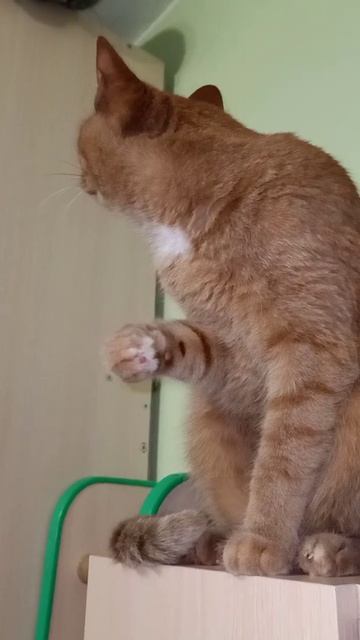 Кот лижет лапу и вдруг! смотреть онлайн