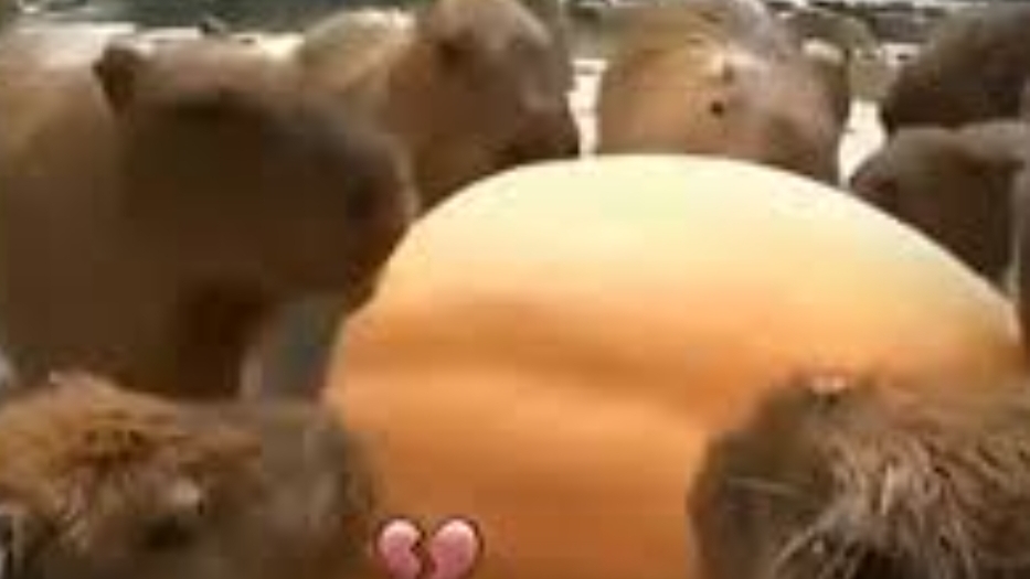 капибара капибара песня