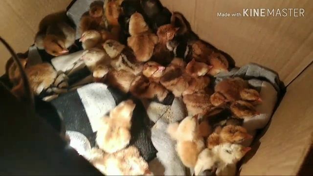 Инкубация цыплят в инкубаторах Квочка МІ-30-1Е и Наседка ИБ-72 завершилась смотреть онлайн