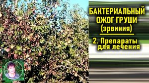 Черные листья на груше -бактериальный ожог груши. Часть2  Когда и чем лечить