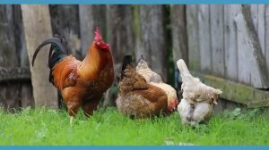 Як говорять свійські тварини? Запуск мовлення 3#