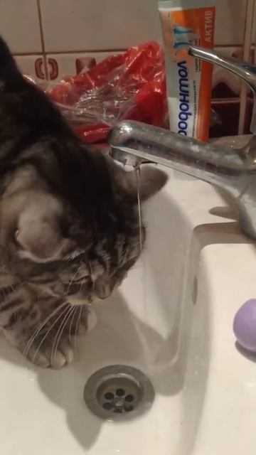 Кошка Яся пьет воду прикол смотреть онлайн