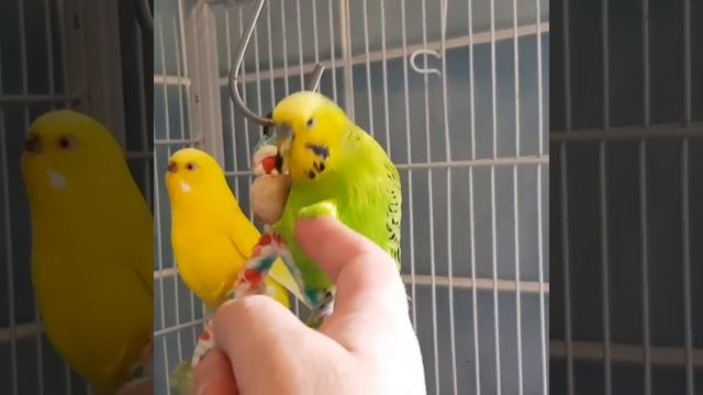 Kiwi & Gullviva смотреть онлайн