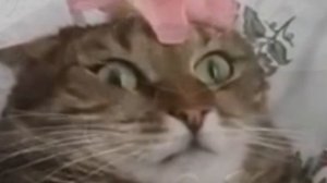 Подборка '' Флешбеки котов(Вьетнамские флешбеки) ''