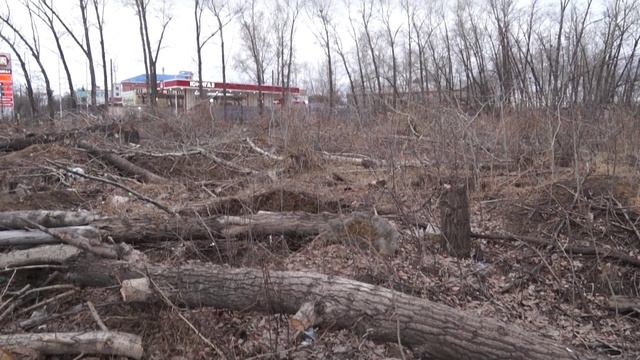 Хроника дня от 08.04. Роща