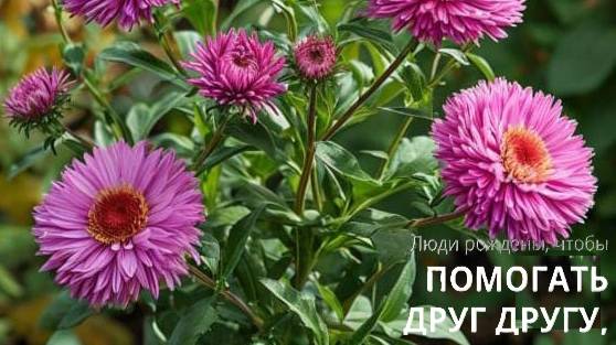 Как научиться принимать помощь и как понять, что вас используют? смотреть онлайн