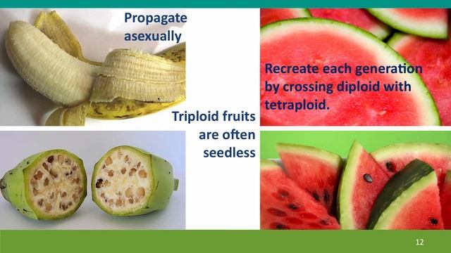 10B - Polyploidy, part 2 смотреть онлайн