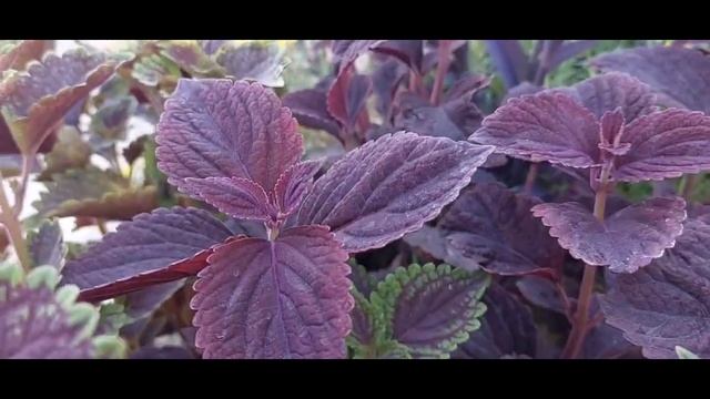 Партулаки және колиус гүлдерім. Таңертең гүлдерді суғарған кездегі ойларым. Позетивке бетбұрыс. смотреть онлайн