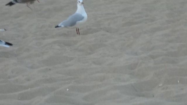 Чайки. смотреть онлайн