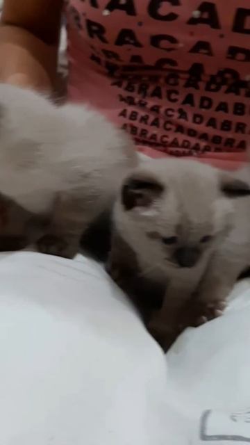 Тайские котята, прикорм смесью) смотреть онлайн