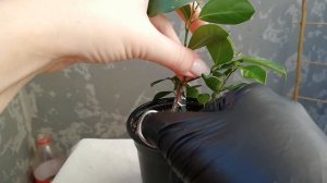 Фикус микрокарпа №4. ЧАСТЬ 2.