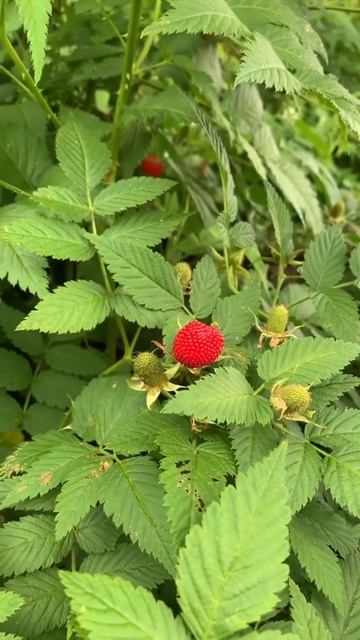 Frambuesa o mora?? #plants #raspberry смотреть онлайн