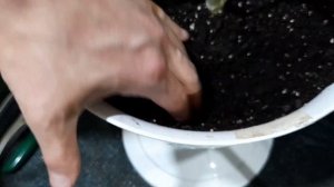 Пересадка Тиландсии к Бильбергии | Tillandsia cyanea 'Anita' подсаживаю в амфору к Billbergia Windi