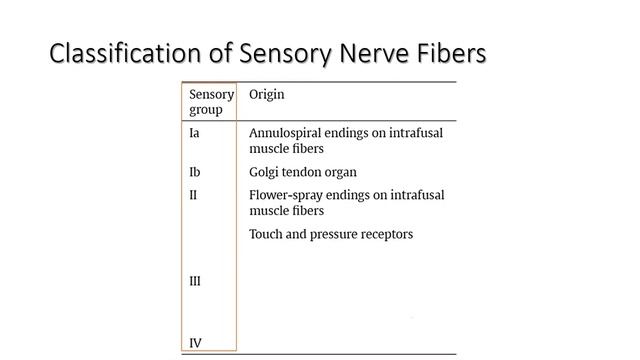 Classification of Sensory Nerve Fibers смотреть онлайн
