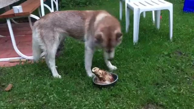 Хаски и косточка Попытка номер два смотреть онлайн