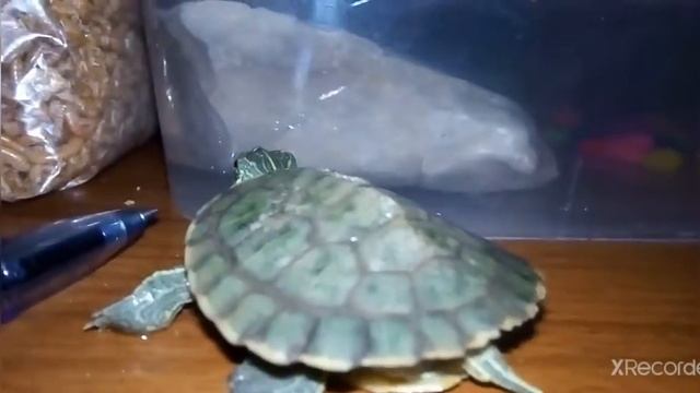 Моё домашние животное смотреть онлайн